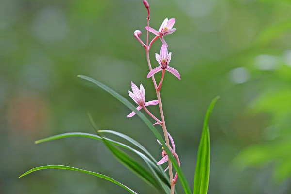 兰花樱花一年开几次花