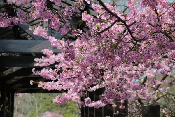 兰花樱花一年开几次花