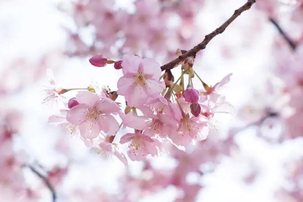 兰花樱花一年开几次花