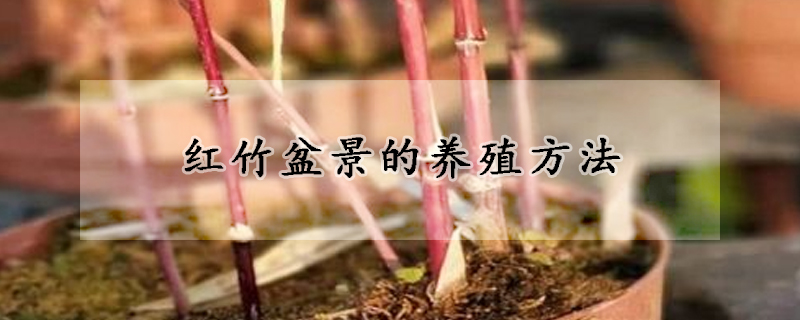 红竹盆景的养殖方法