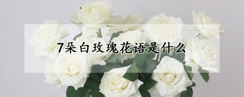 7朵白玫瑰花语是什么