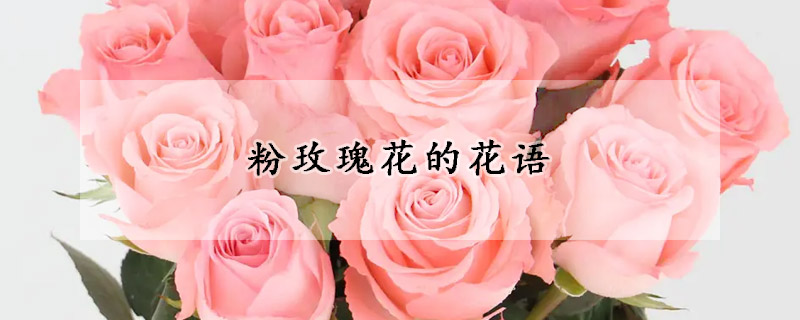 粉玫瑰花的花语