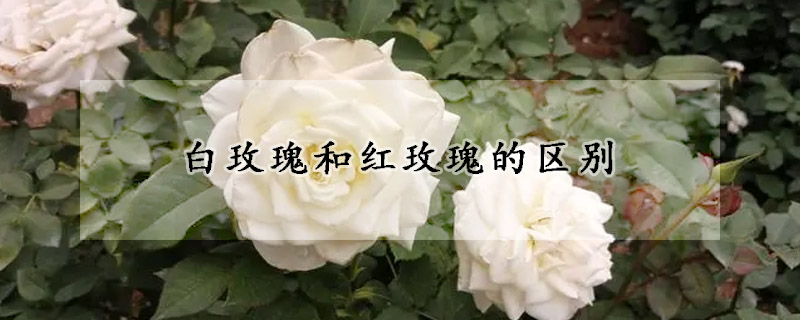 白玫瑰和红玫瑰的区别