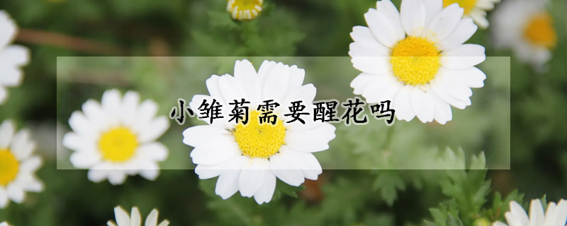 小雏菊需要醒花吗