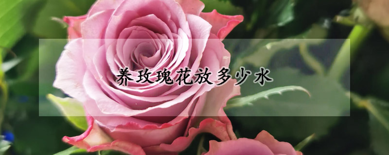 养玫瑰花放多少水