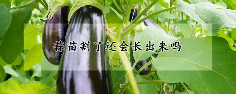 春季种植的蔬菜