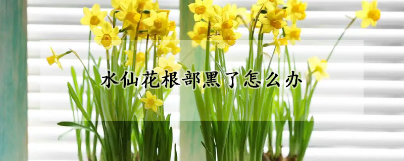 水仙花根部黑了怎么办