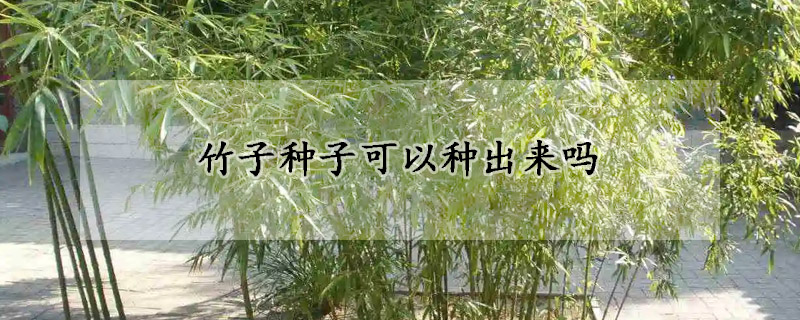 竹子种子可以种出来吗