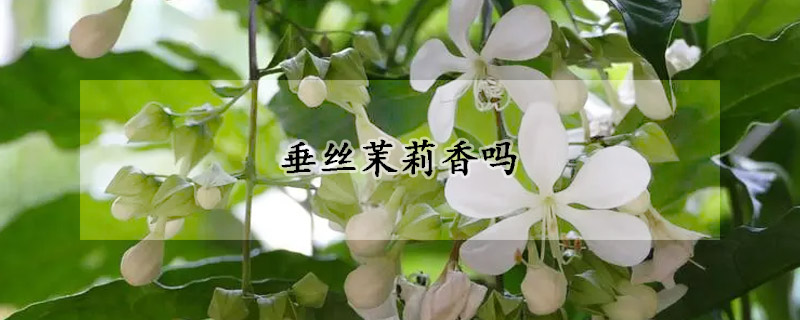 垂丝茉莉香吗