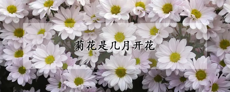 菊花是几月开花