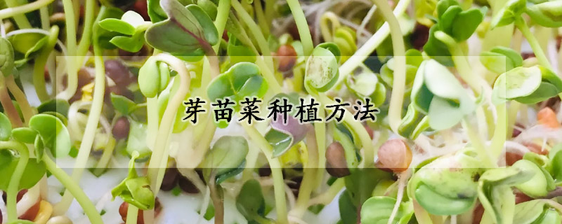 芽苗菜种植方法