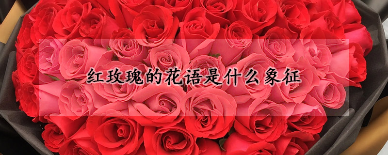 红玫瑰的花语是什么象征