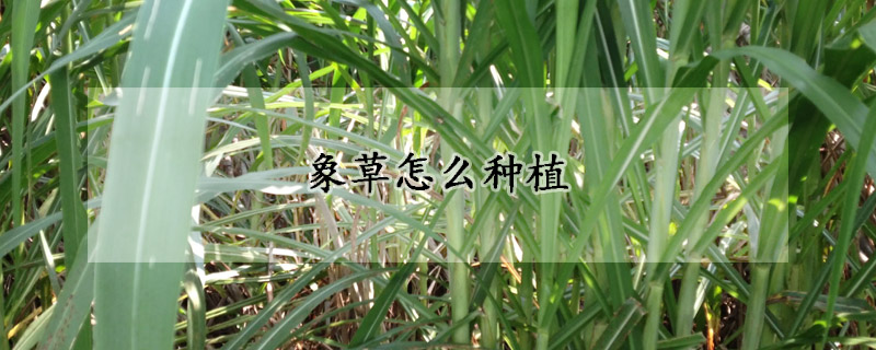 象草怎么种植