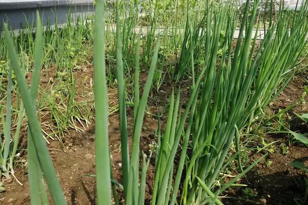 适合春季种植的蔬菜