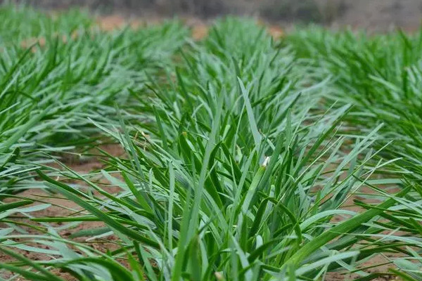 适合春季种植的蔬菜