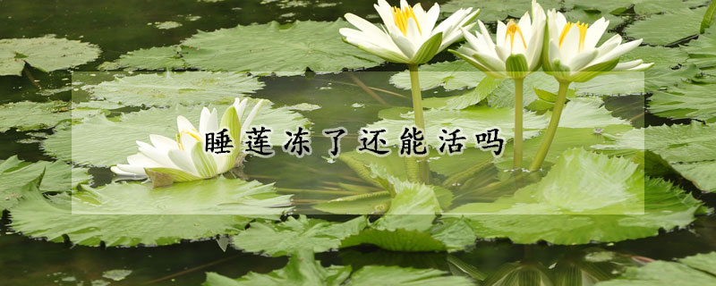 睡莲冻了还能活吗