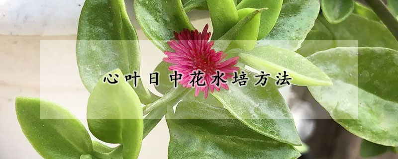 心叶日中花水培方法