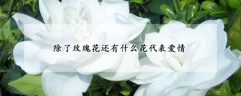 除了玫瑰花还有什么花代表爱情