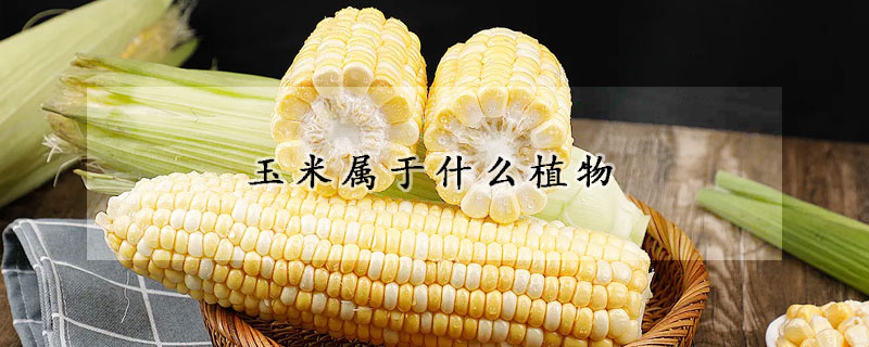 玉米属于什么植物