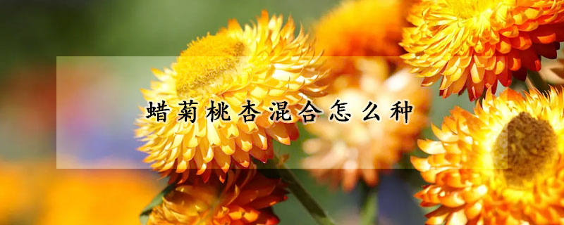 蜡菊桃杏混合怎么种