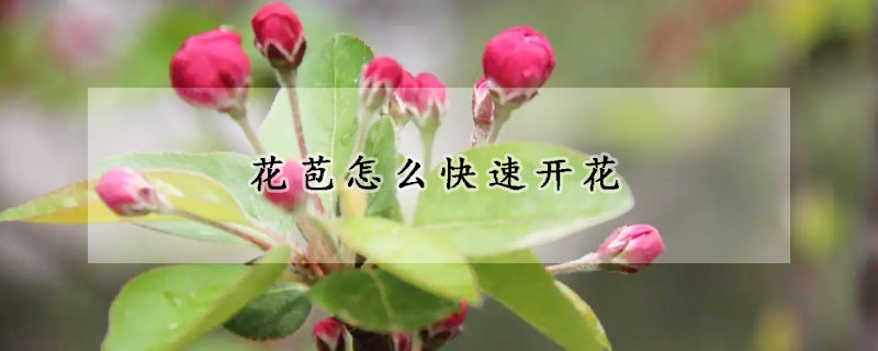 花苞怎么快速开花