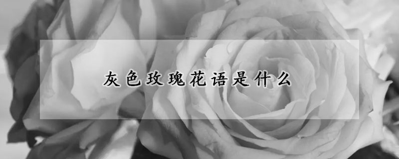 灰色玫瑰花语是什么