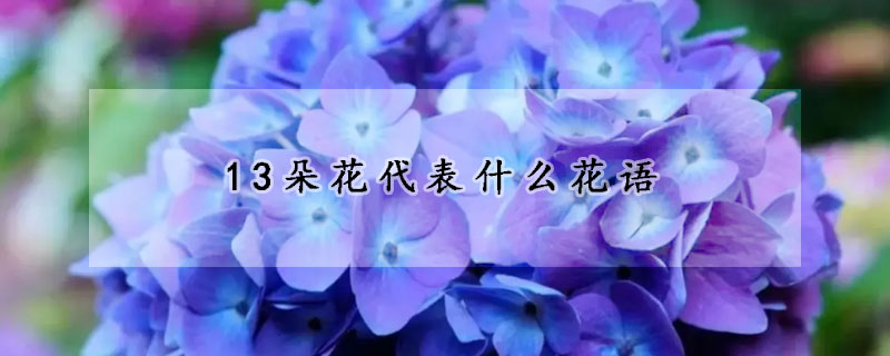 13朵花代表什么花语