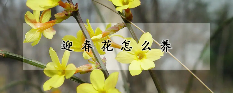 迎春花怎么养