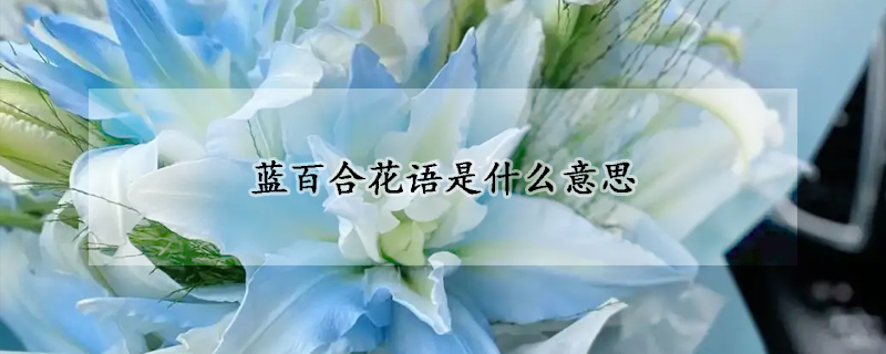 蓝百合花语是什么意思