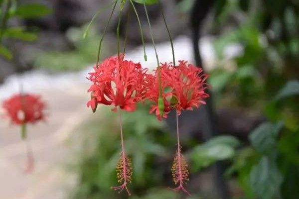 元宵节代表性植物