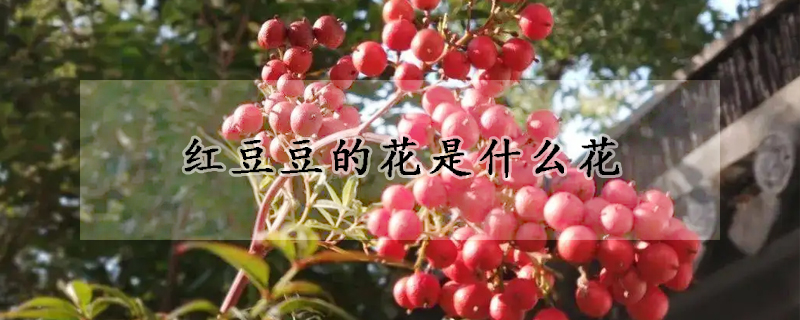 红豆豆的花是什么花