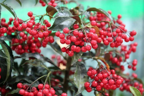 红豆豆的花是什么花