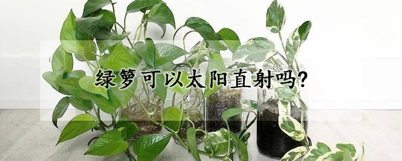 绿箩可以太阳直射吗?