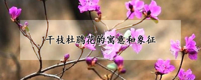 干枝杜鹃花的寓意和象征