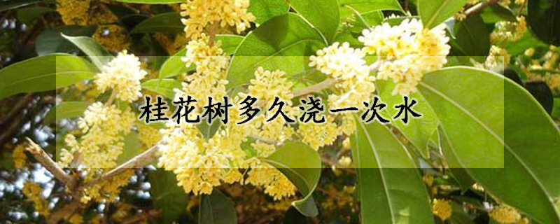 桂花树多久浇一次水