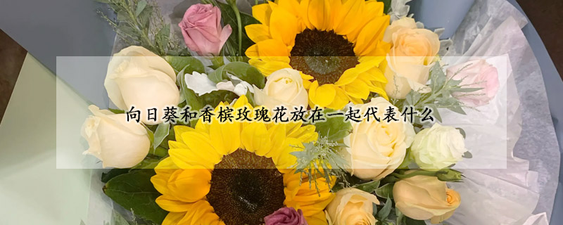 向日葵和香槟玫瑰花放在一起代表什么