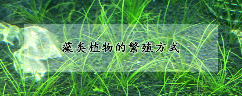 藻类植物的繁殖方式