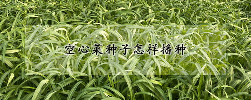 空心菜种子怎样播种