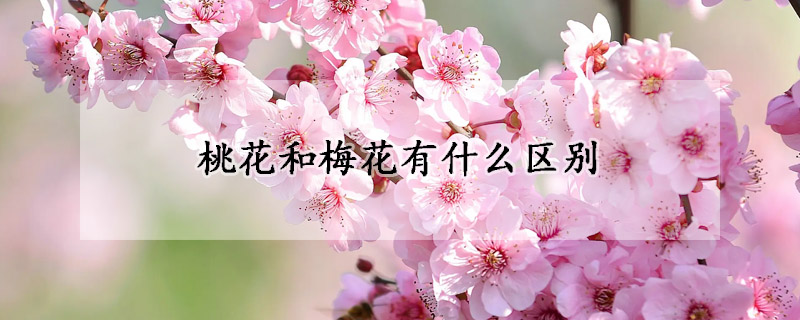 桃花和梅花有什么区别