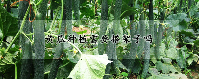 黄瓜种植需要搭架子吗