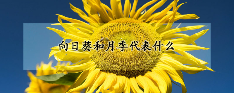 向日葵和月季代表什么