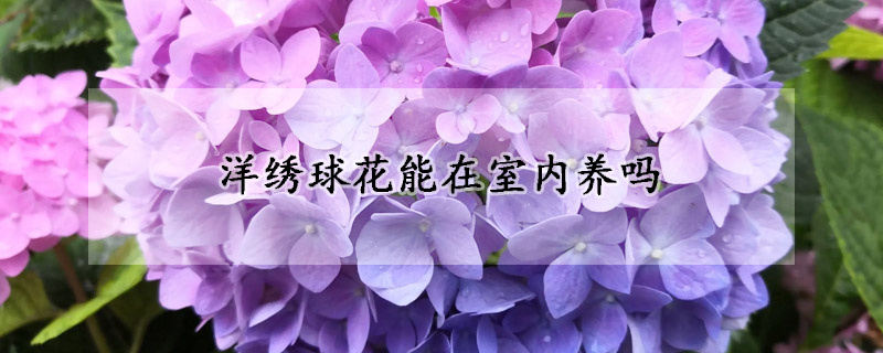 洋绣球花能在室内养吗