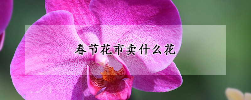 春节花市卖什么花