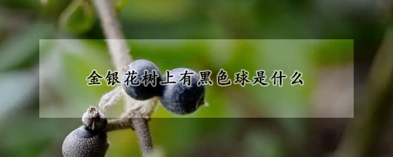 金银花树上有黑色球是什么