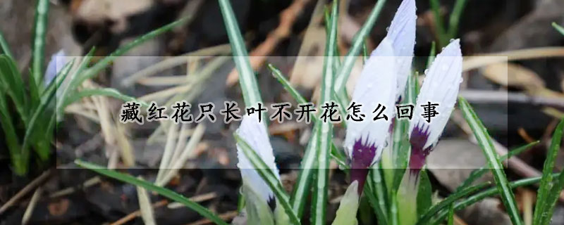 藏红花只长叶不开花怎么回事