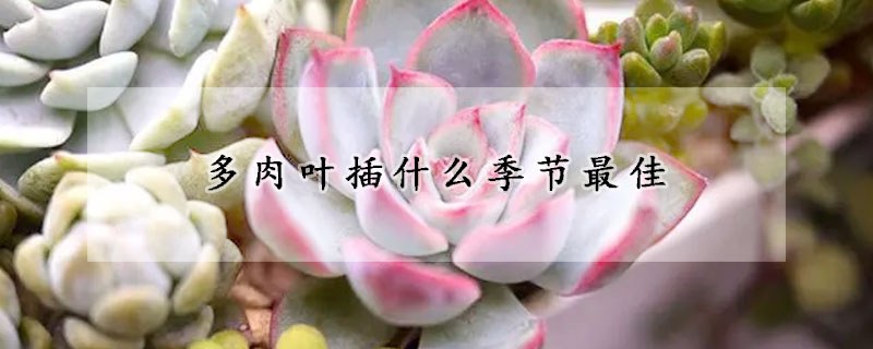 多肉叶插什么季节最佳