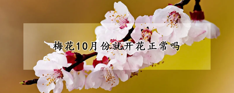 梅花10月份就开花正常吗