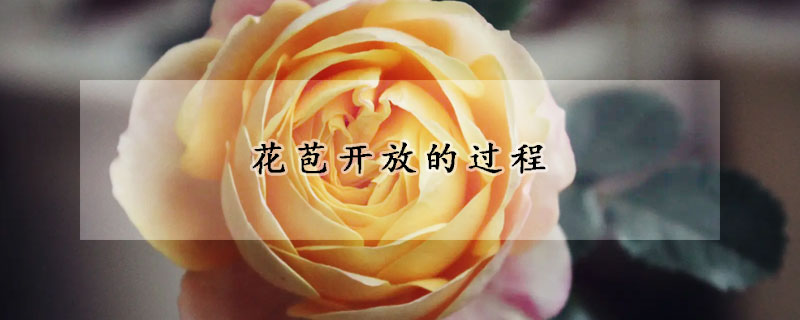 花苞开放的过程