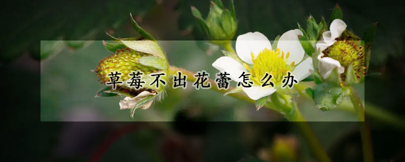 草莓不出花蕾怎么办