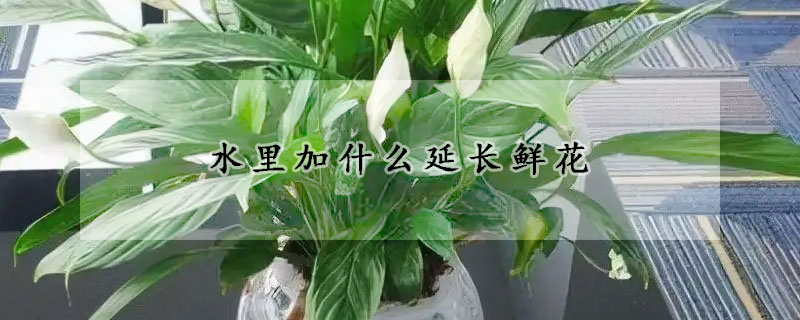 水里加什么延长鲜花